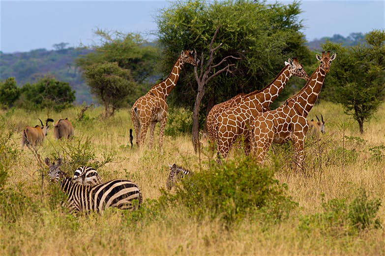 tanzania safari