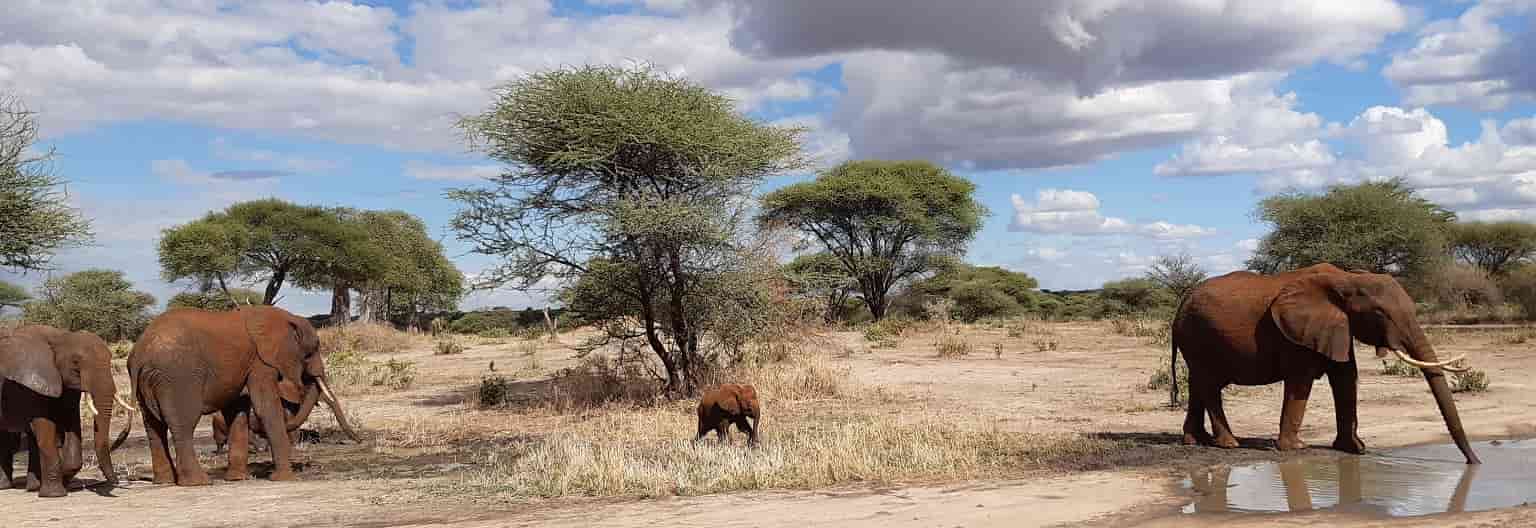 Wildlife roaming freely in Tanzania